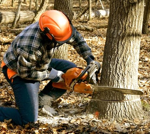 Tree Removal in London, OH